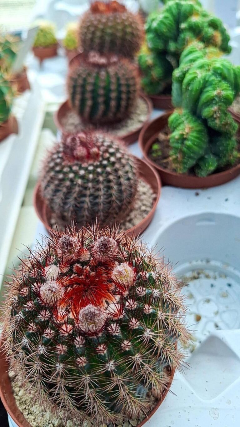 Notocactus vanvlietii