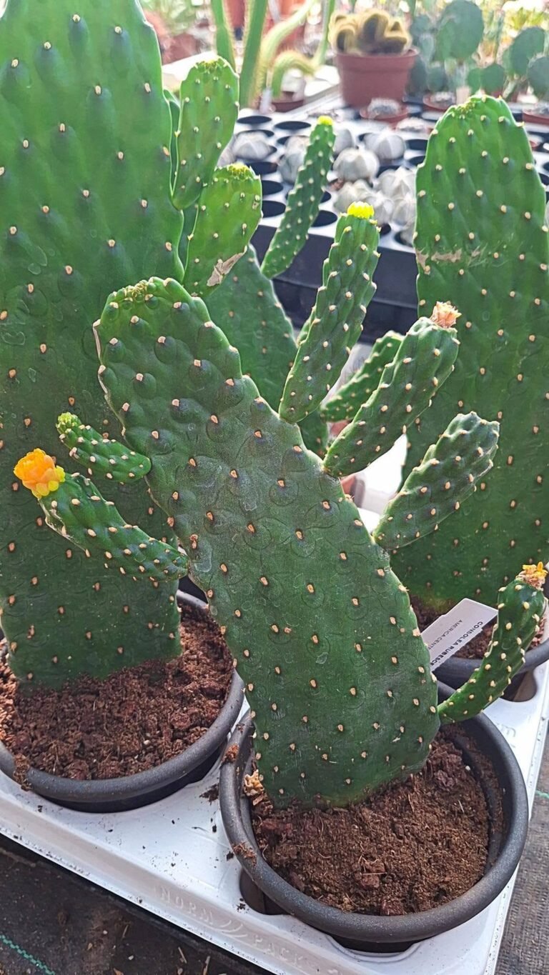 Opuntia Consolea Rubescens