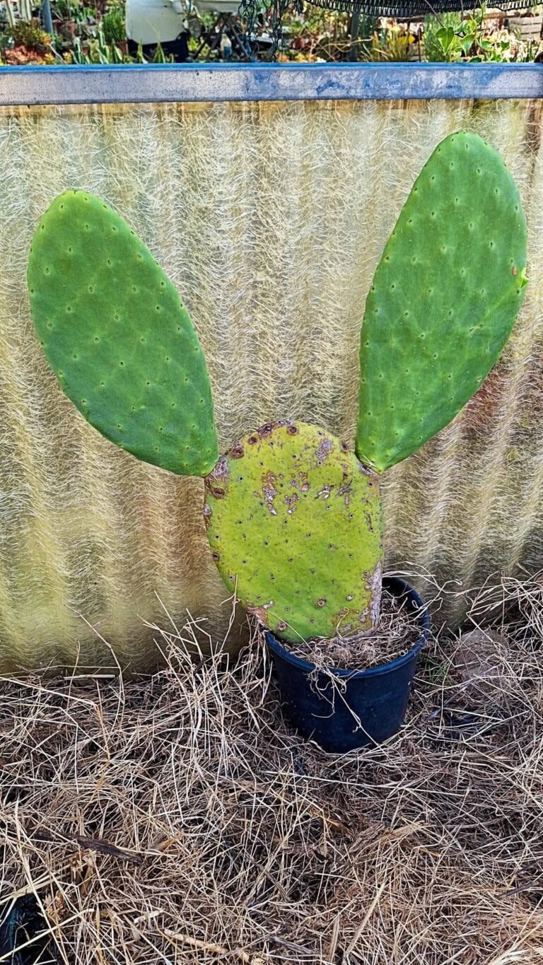 Opuntia Ficus Indica Big