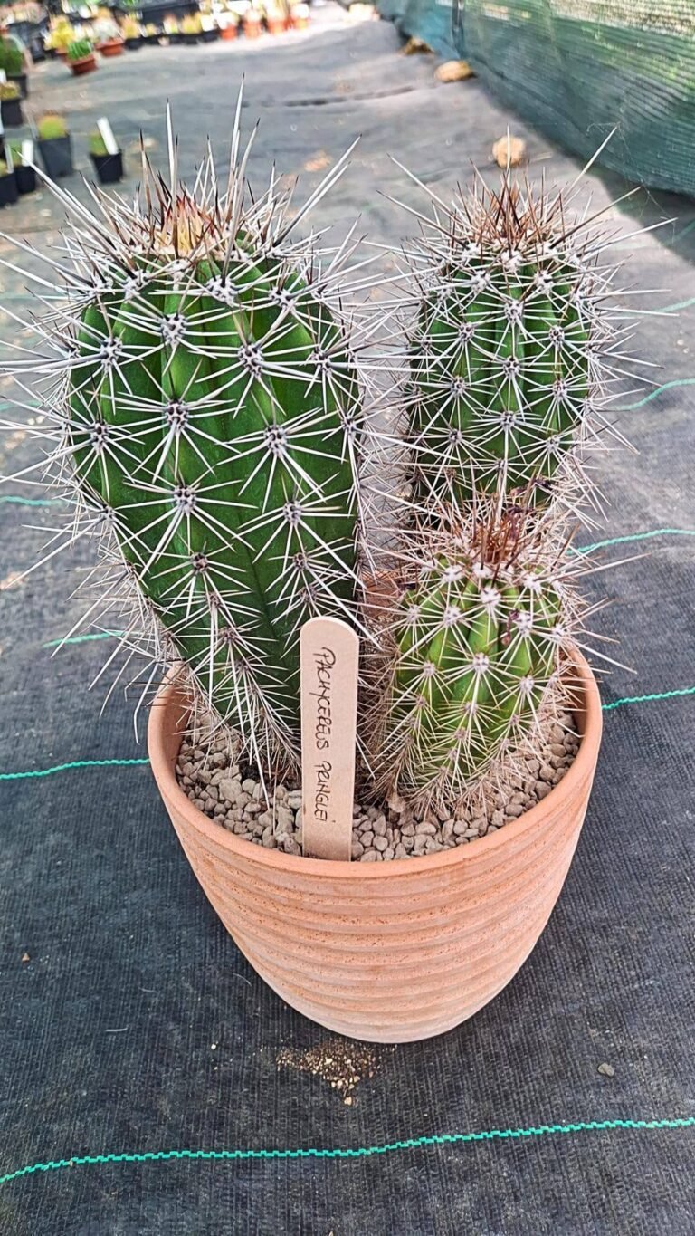 Pachycereus Pringlei