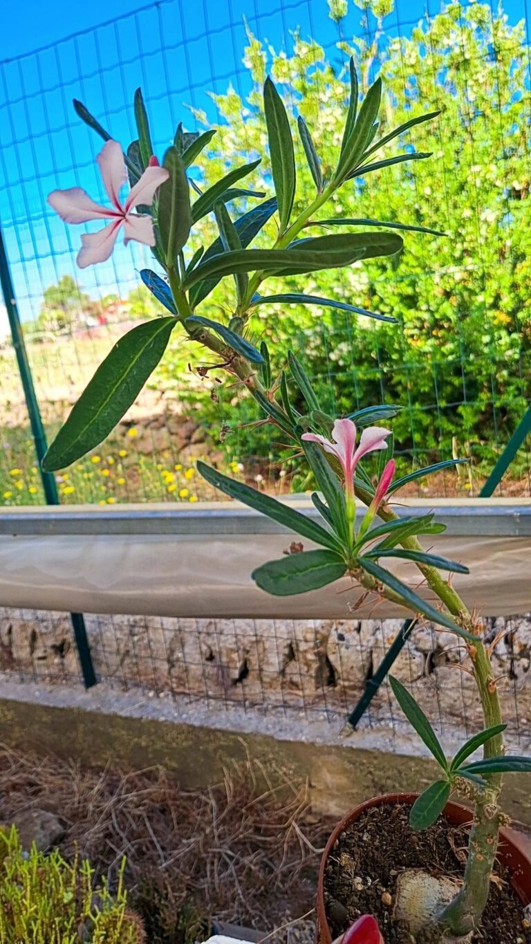 Pachypodium Bispinosum