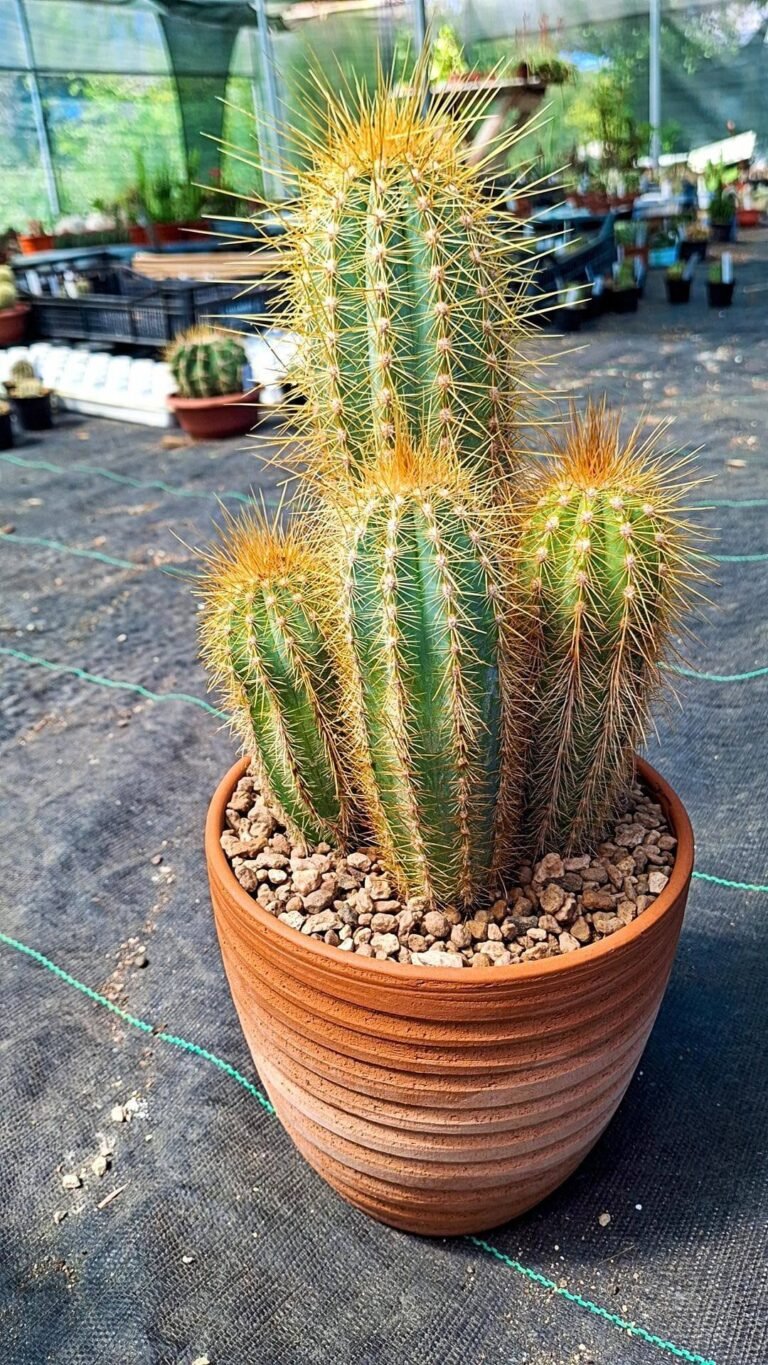 Pilosocereus Azureocereus