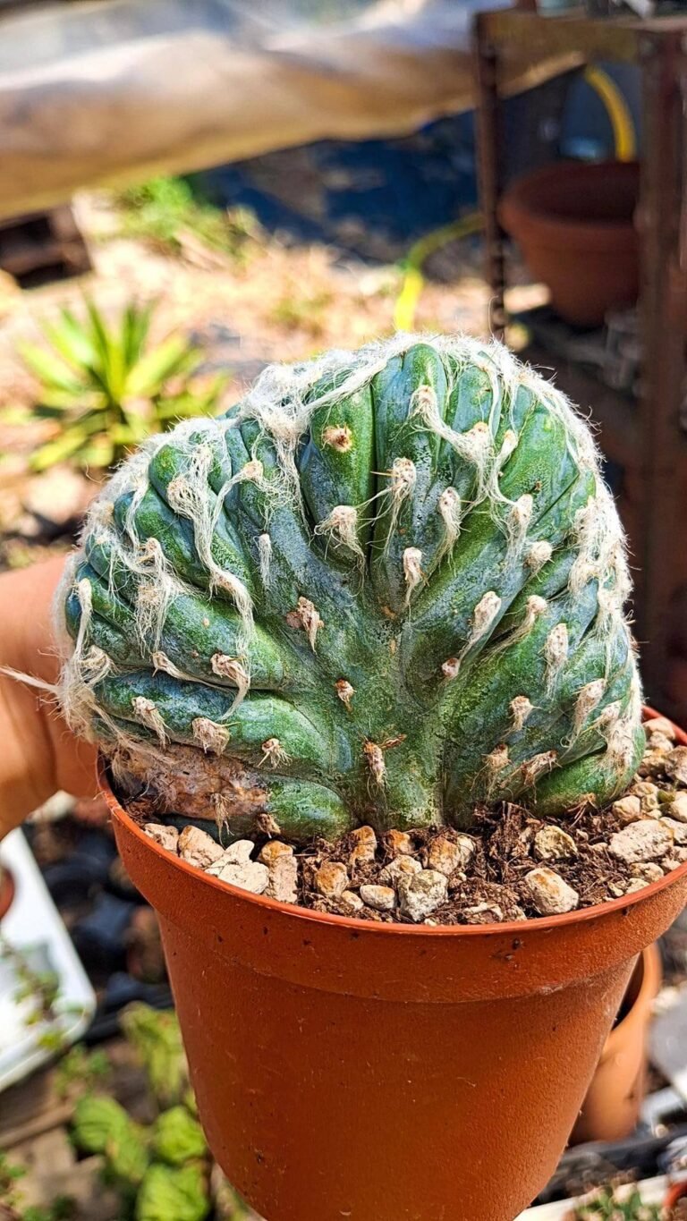 Pilosocereus Leucocephalus Crestata