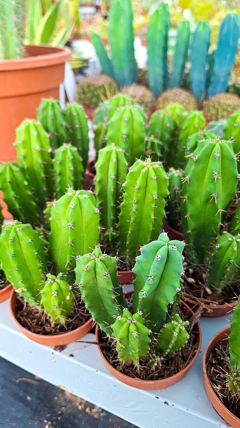 Cactus Colonnari