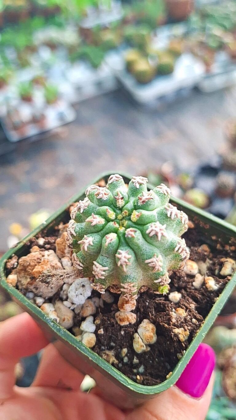 Pygmaeocereus Bieblii