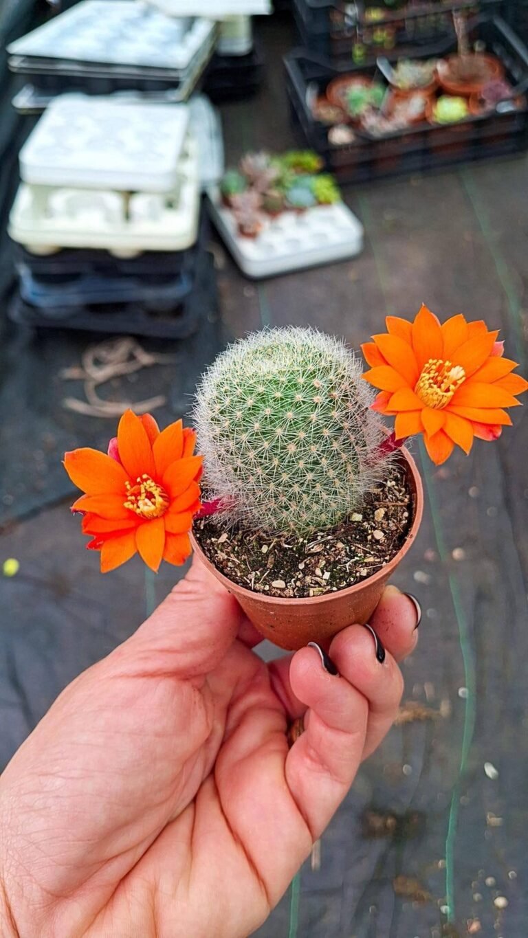 Siracactus-cactus-Rebutia-flavistyla-1.jpg