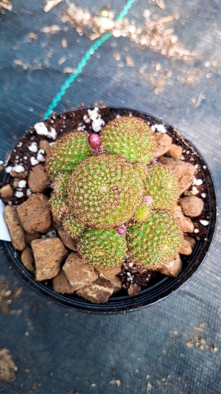 Siracactus-cactus-Rebutia-perplexa-1.jpg