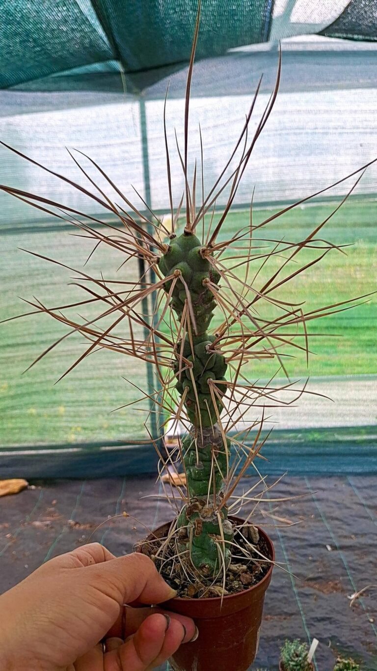 Tephrocactus Aoracanthus