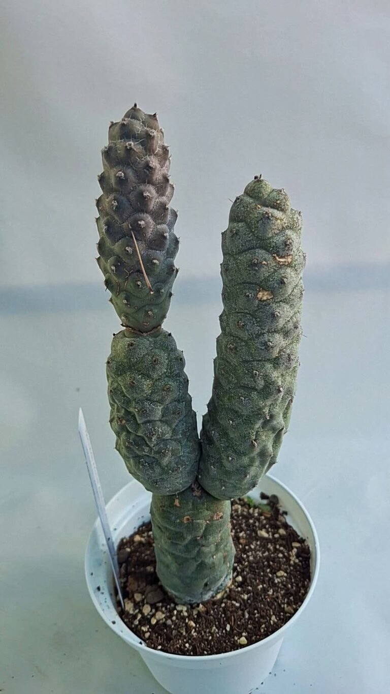 Tephrocactus Articulatus Inermis