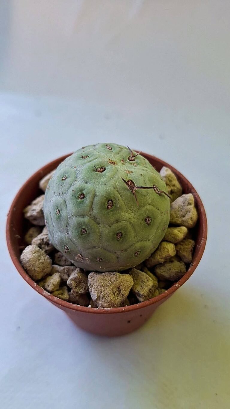 Tephrocactus Geometricus
