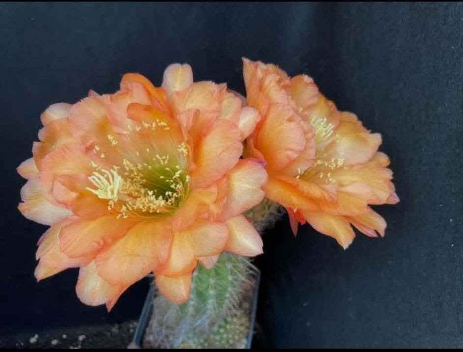 Trichocereus 126 pan th 309