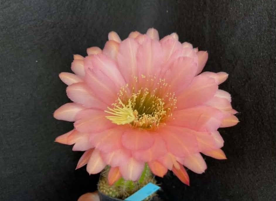 Trichocereus 148 Pan th 443