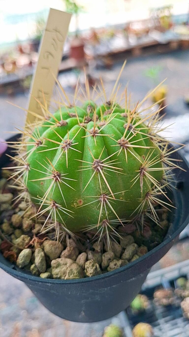 Trichocereus hybrid prgt 401