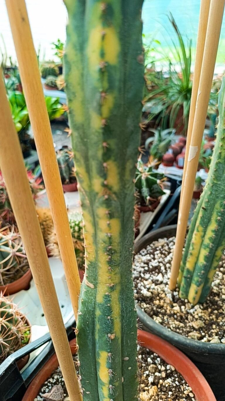 Trichocereus pachanoi Variegata