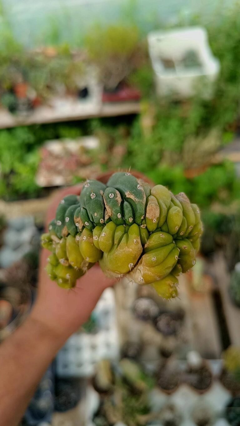 Trichocereus Pachanoi Crestata Variegata Innestata