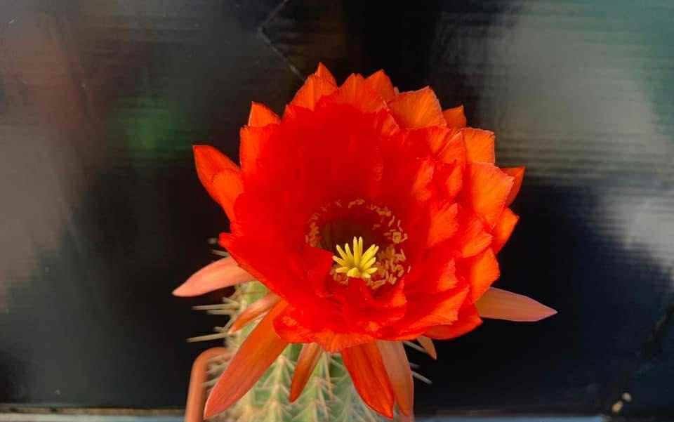 Siracactus-cactus-Trichocereus-v-121.jpg