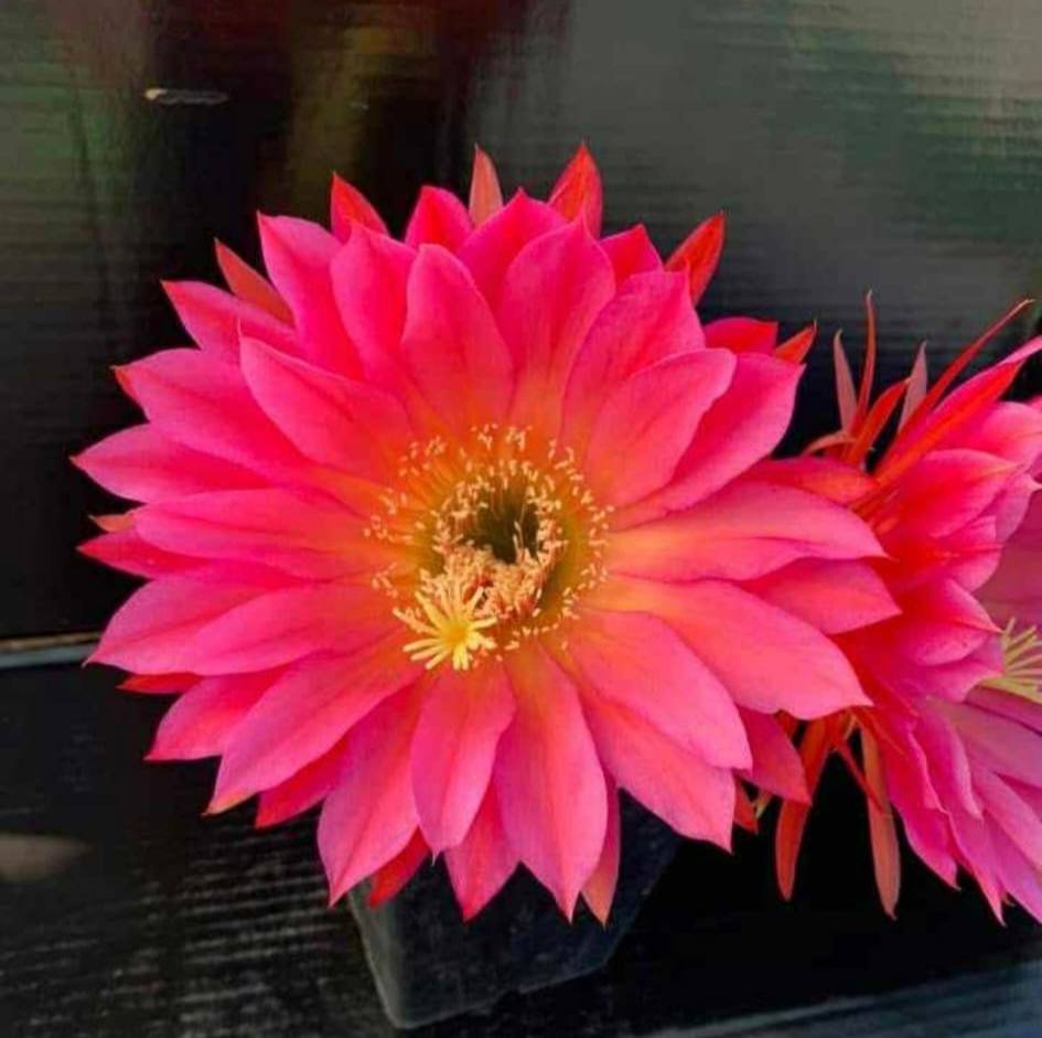 Trichocereus v 251