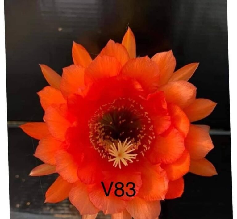 Trichocereus v 83