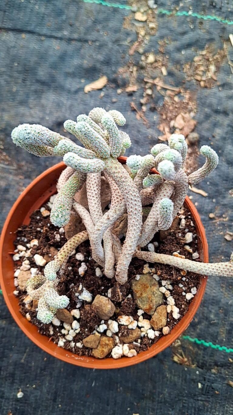 Turbinicarpus krainzianus v minima