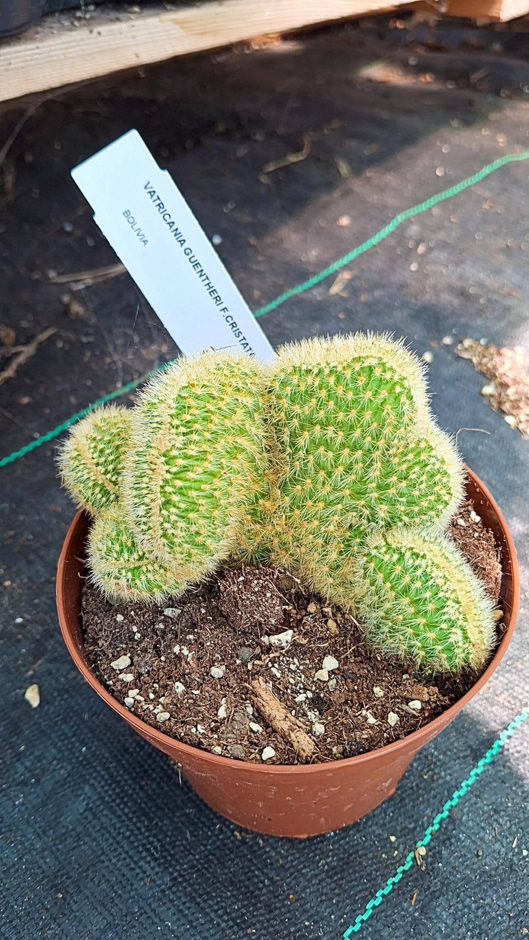 Vatricania Guentheri Crestata