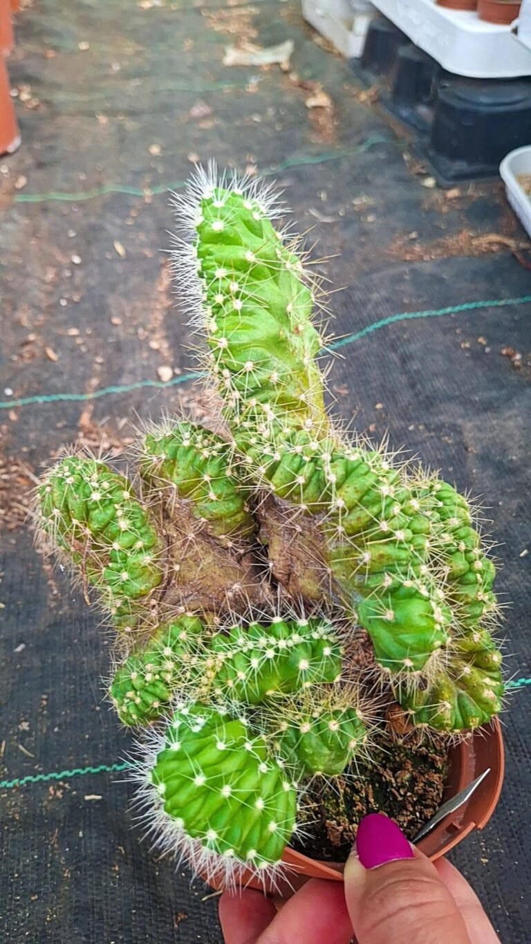 Echinocereus Cinerascens Crestata