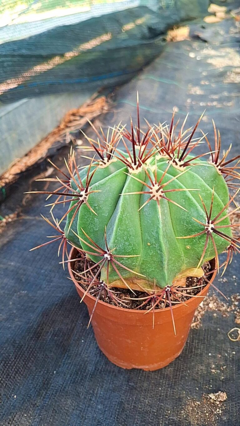 Ferocactus Histrix