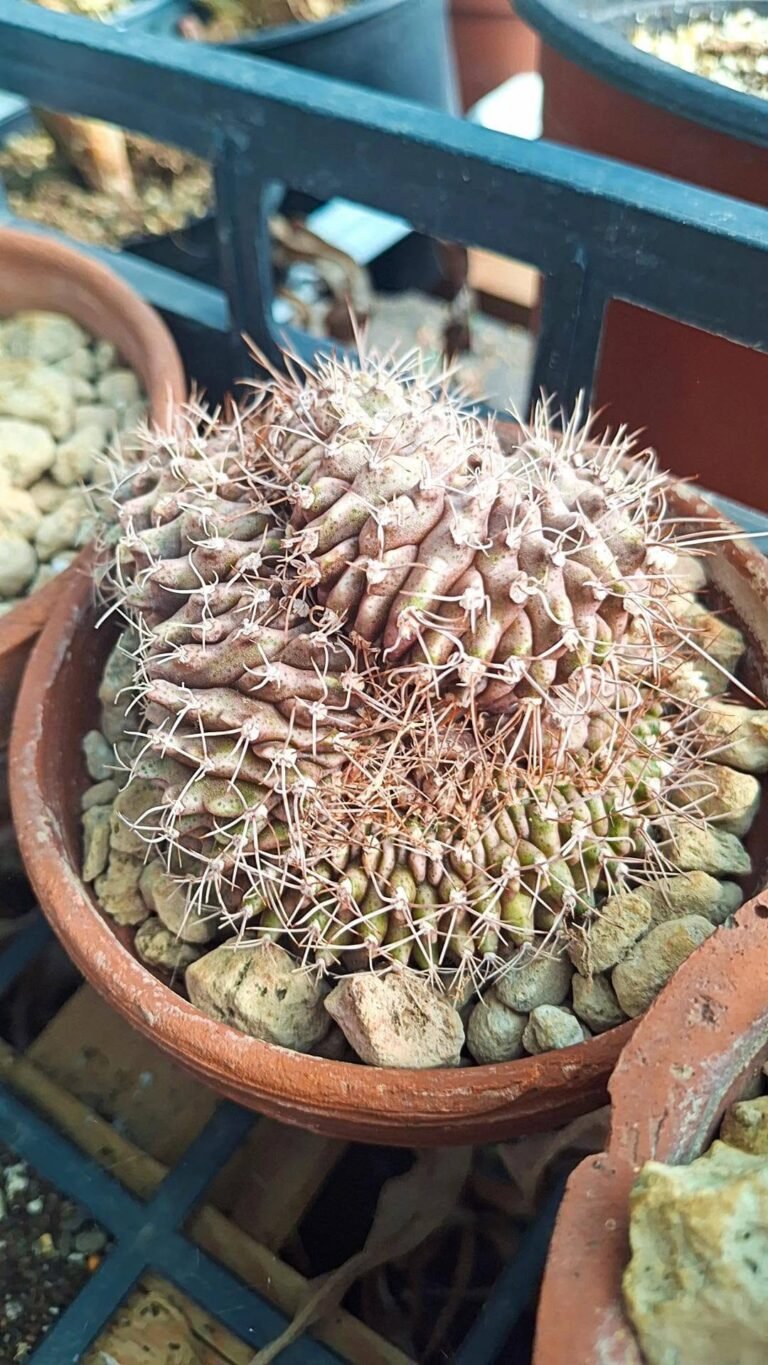 Gymnocalycium Anisitsii Crestata
