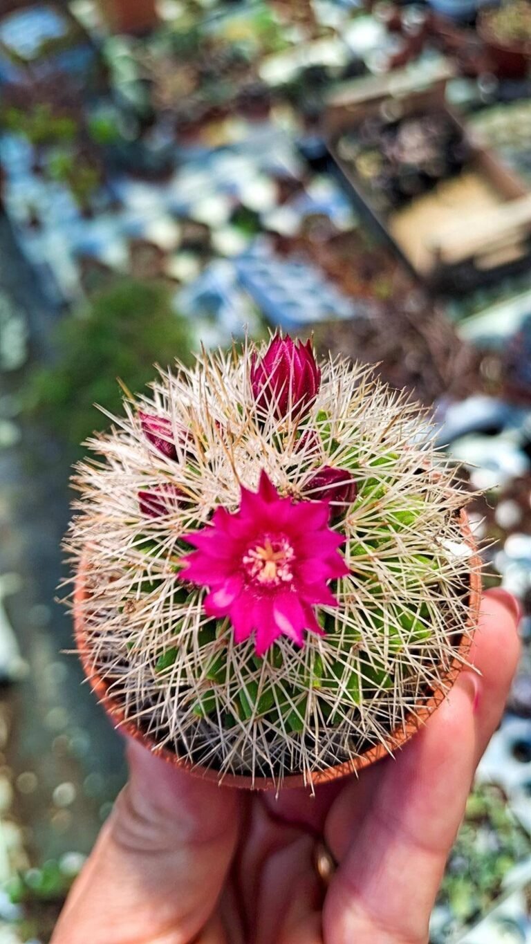 Mammillaria sp