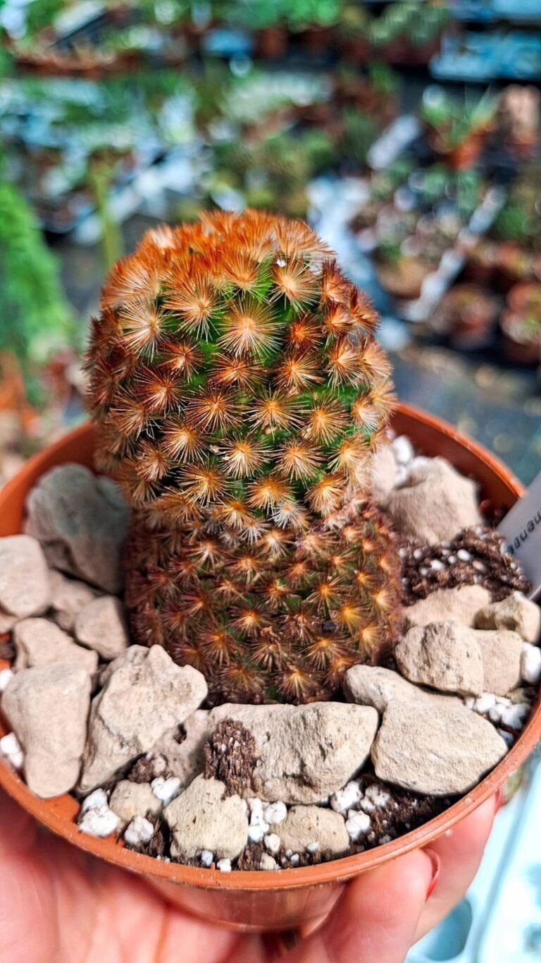 Mammillaria Carmenae f bianco