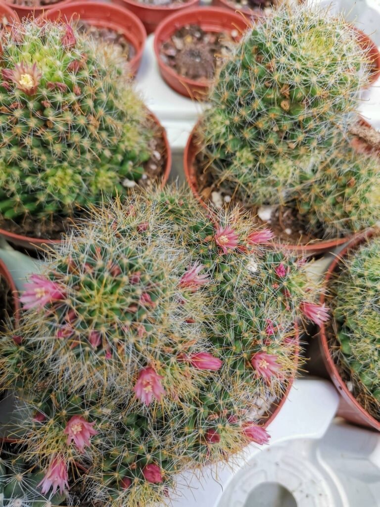 Mammillaria sp accestita