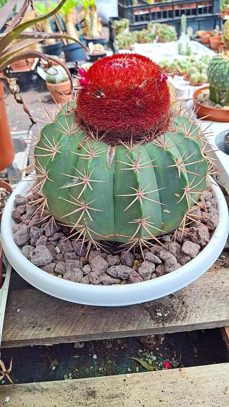 Melocactus adulto Big Size