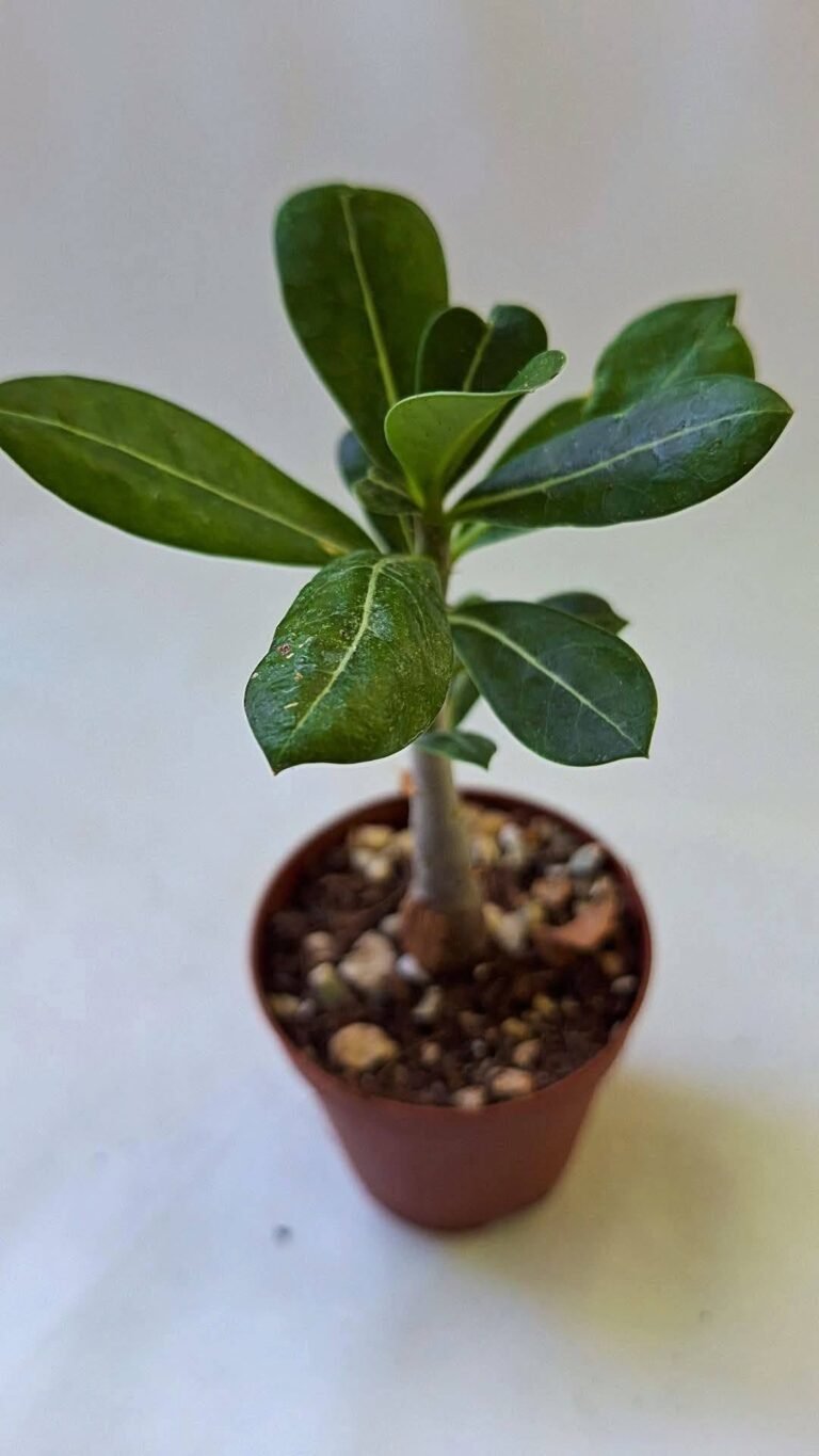 Adenium Hybrid cam dan2 985