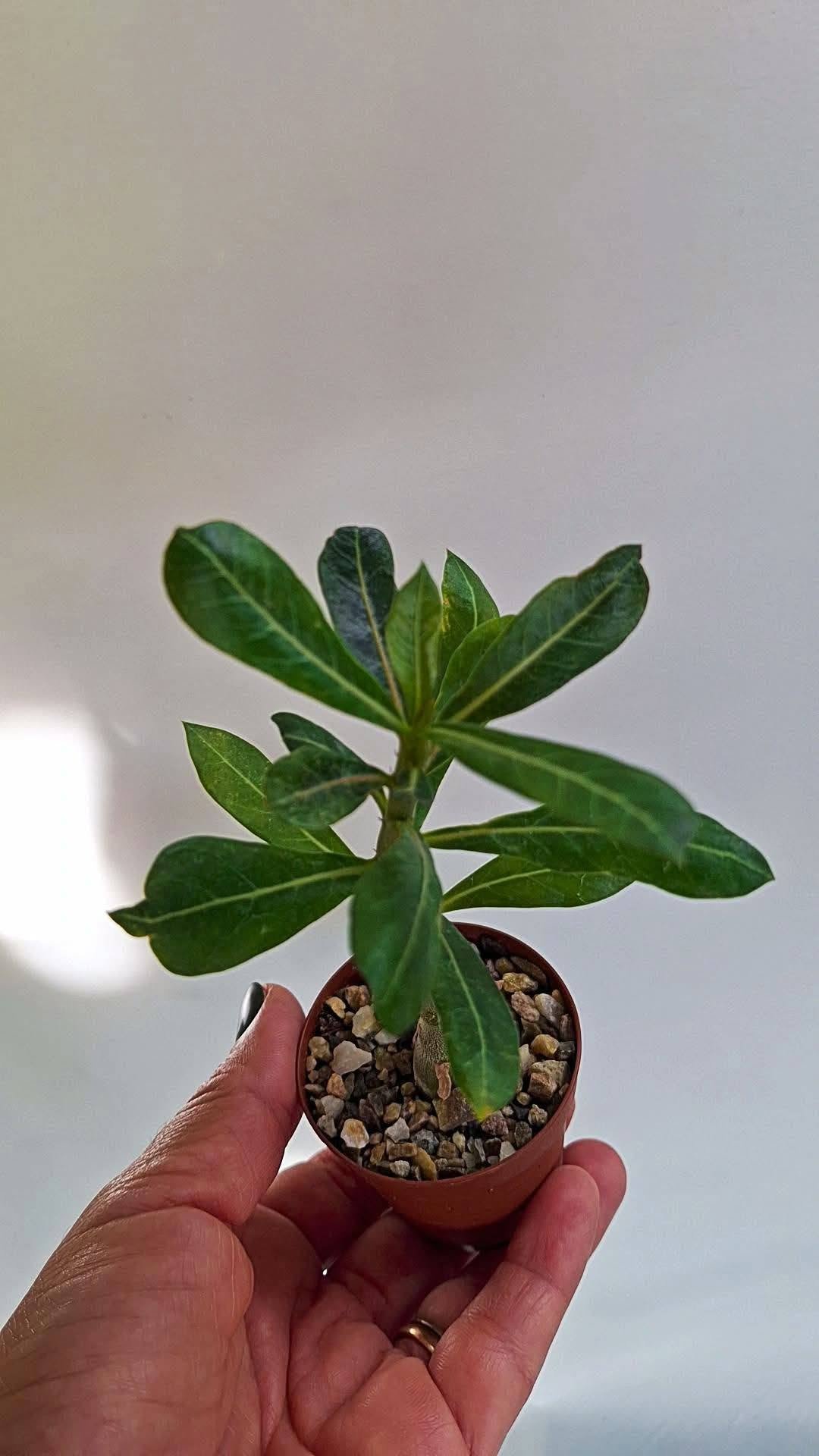 Adenium Hybrid candy shop
