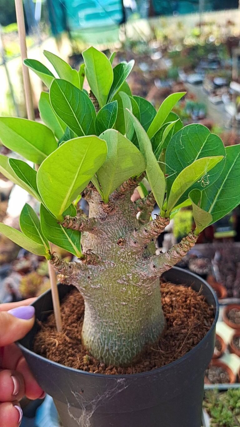 Adenium ansu baobab