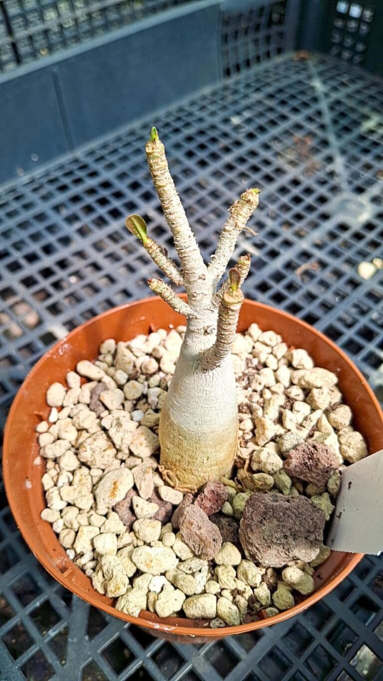 Adenium arabicum dwarf