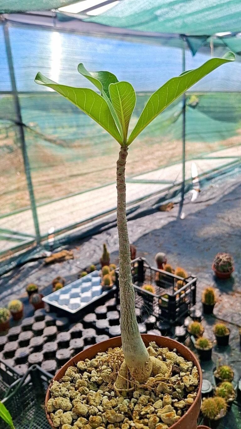 Adenium Boehmianum