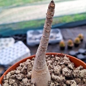 Adenium dofharense