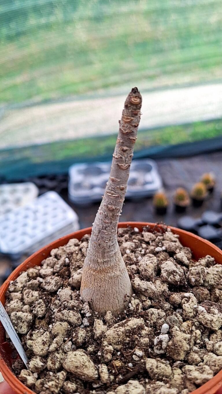 Adenium dofharense