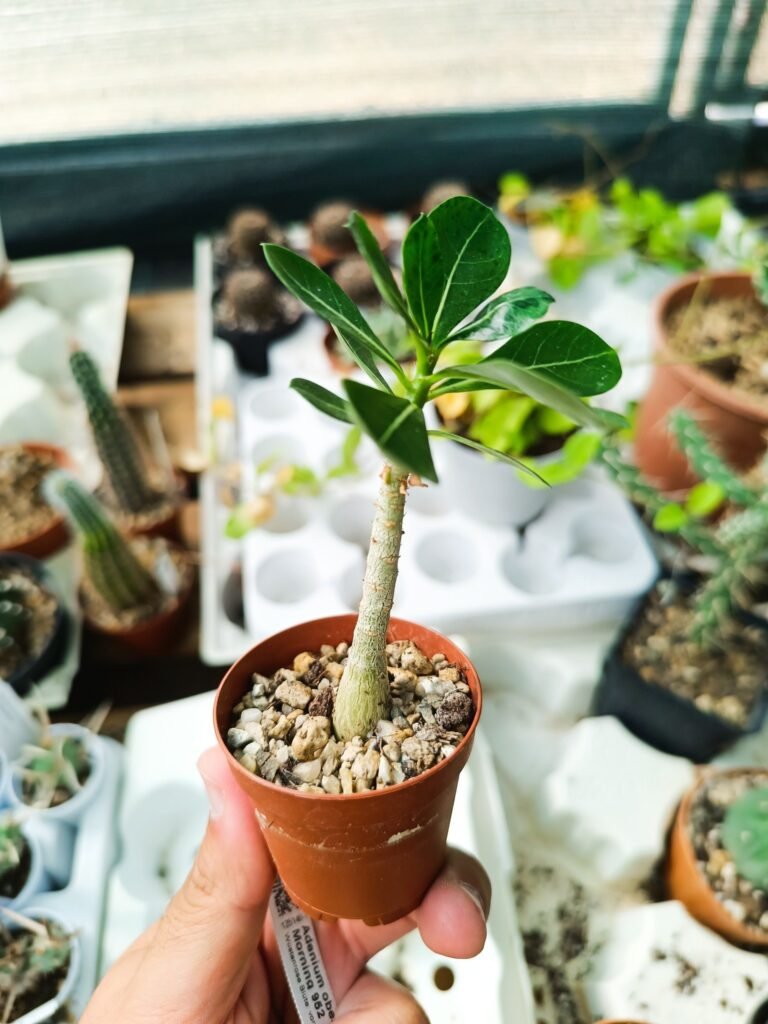 Adenium morning 952