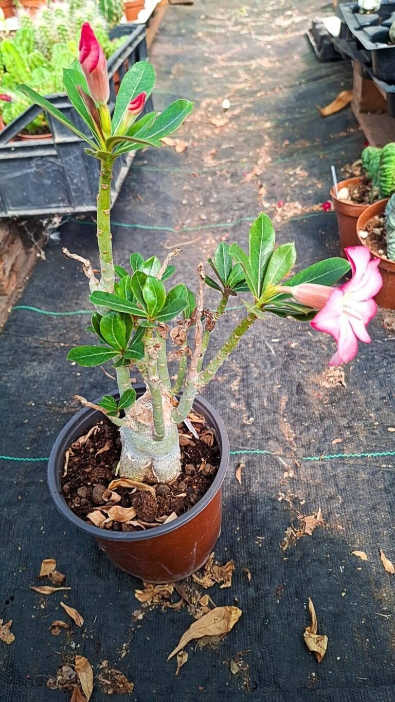 Adenium obesum