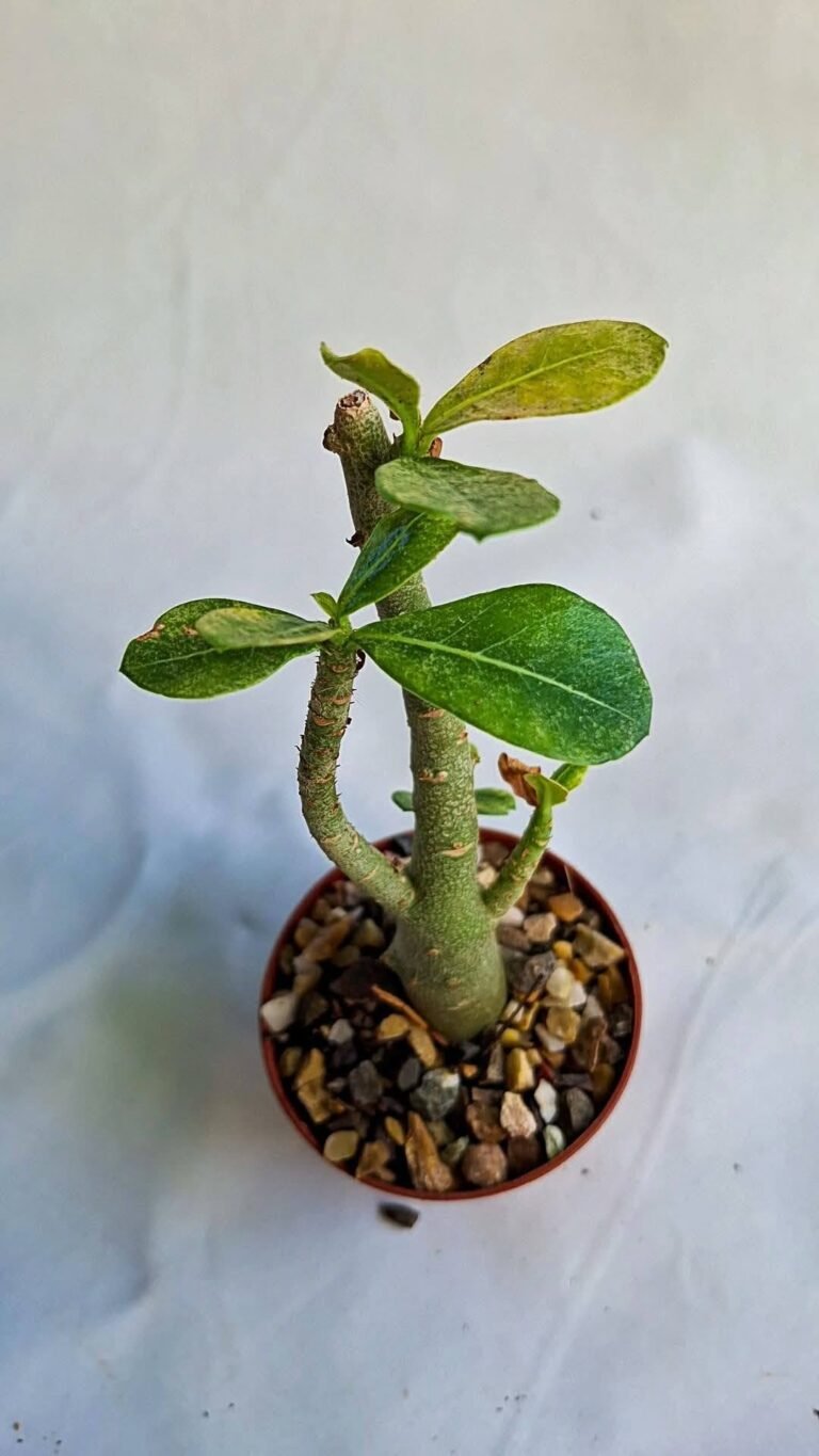 Adenium obesum Deep Red
