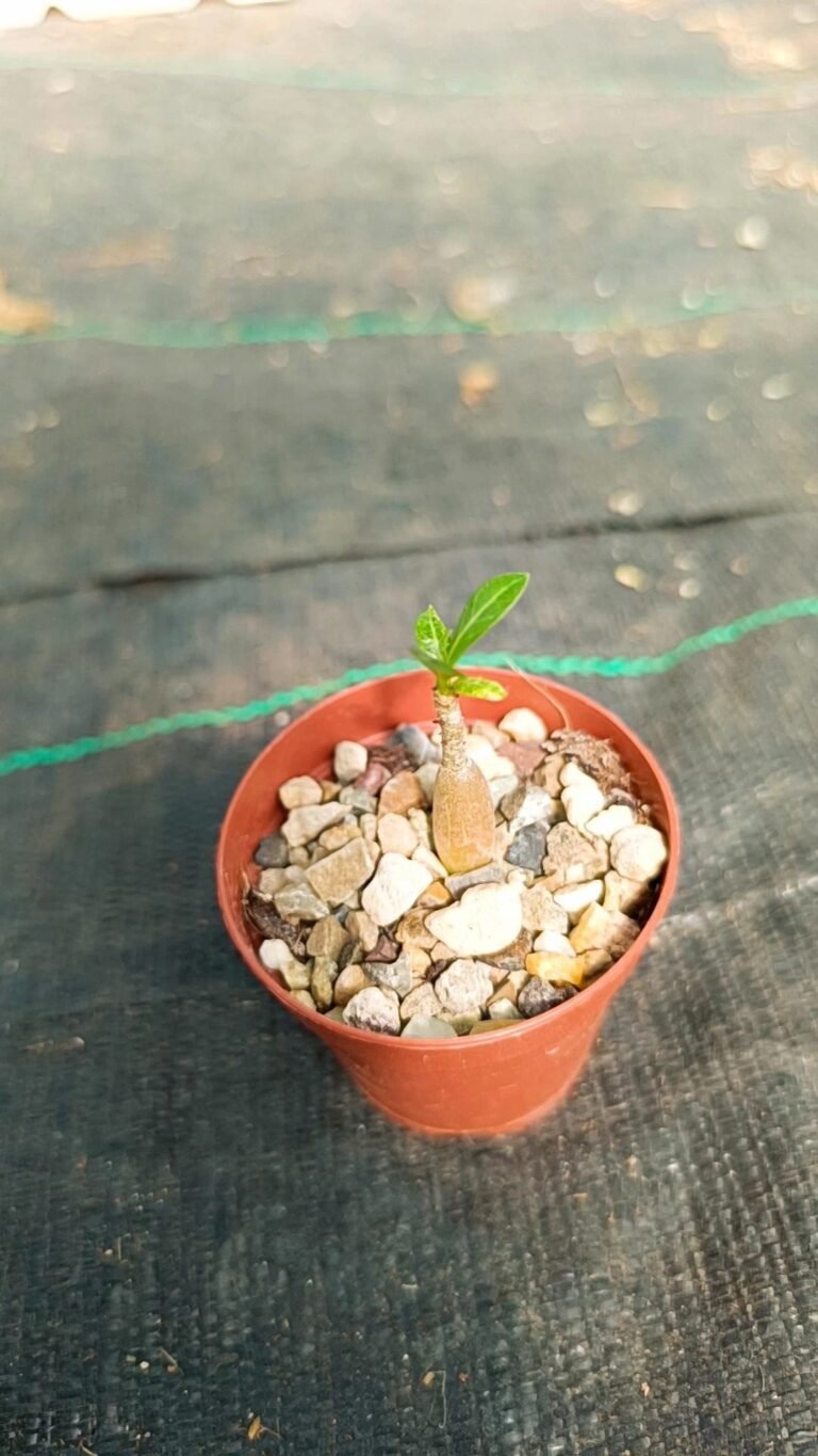 Adenium obesum Hybrid purple lady