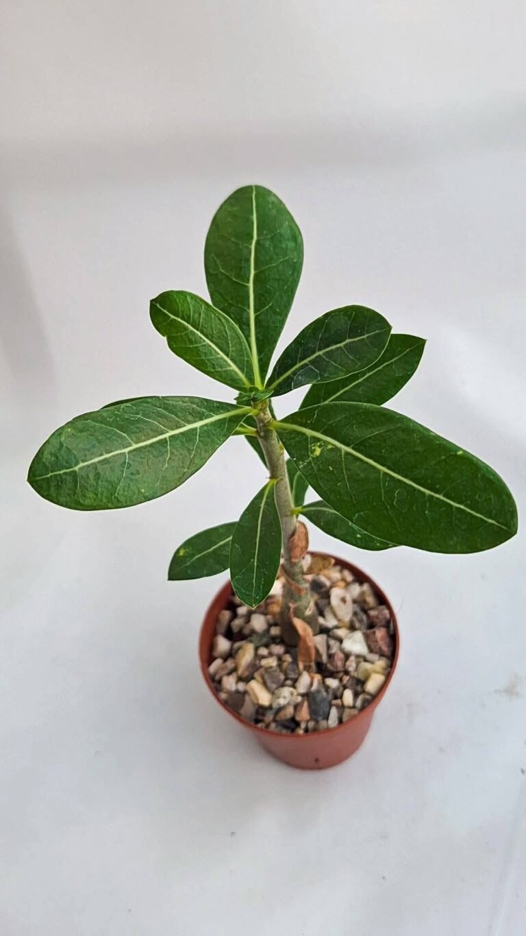 Adenium obesum Hybrid sleeping beauty