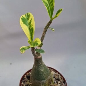 Adenium obesum cv Milky Way foglie Variegate