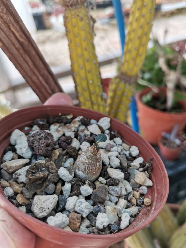 Adenium Socotranum
