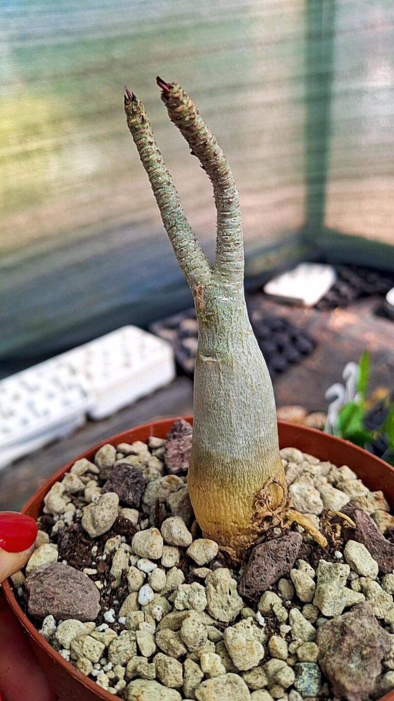 Adenium somalense kenya