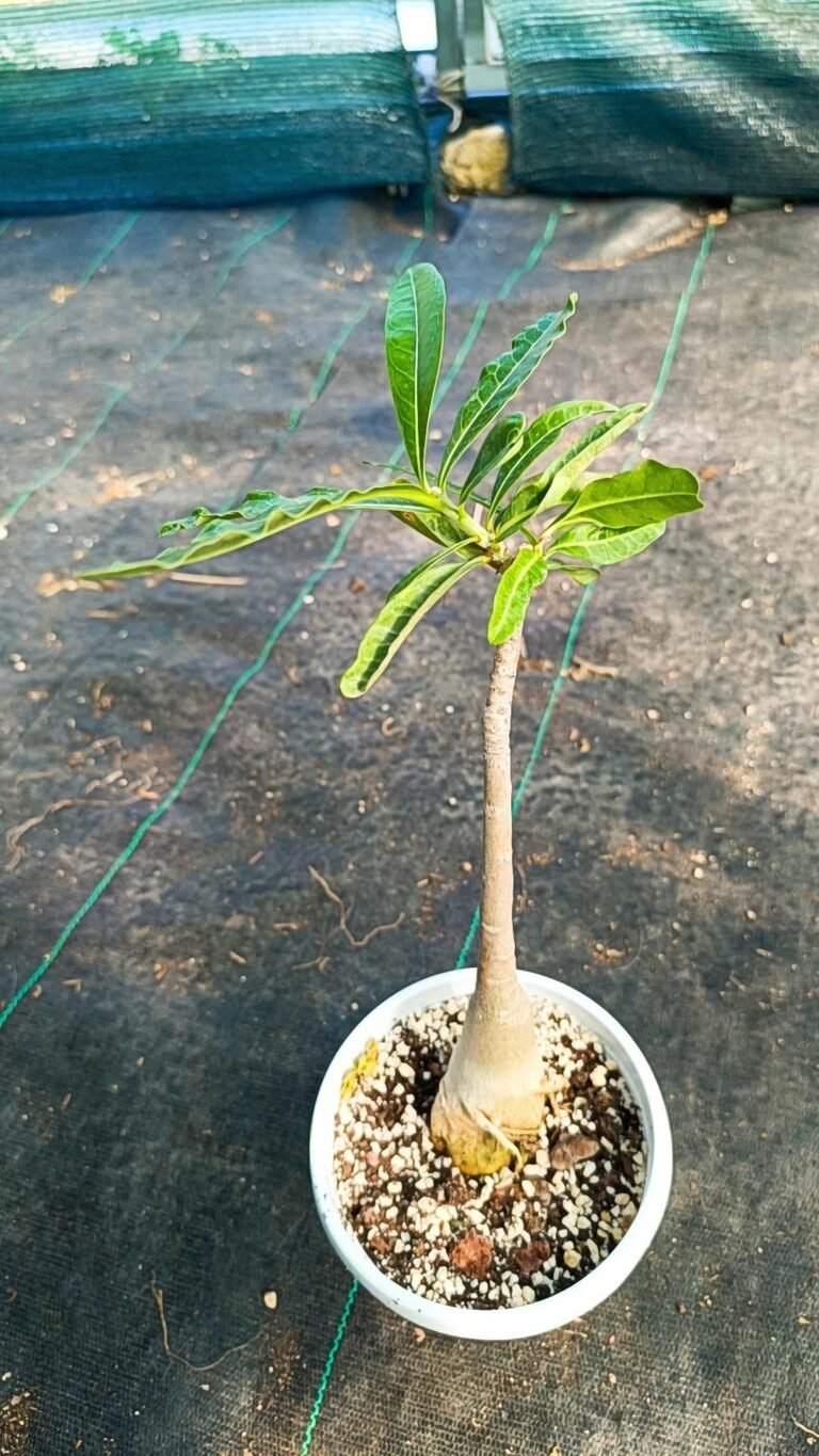 Adenium Swazicum