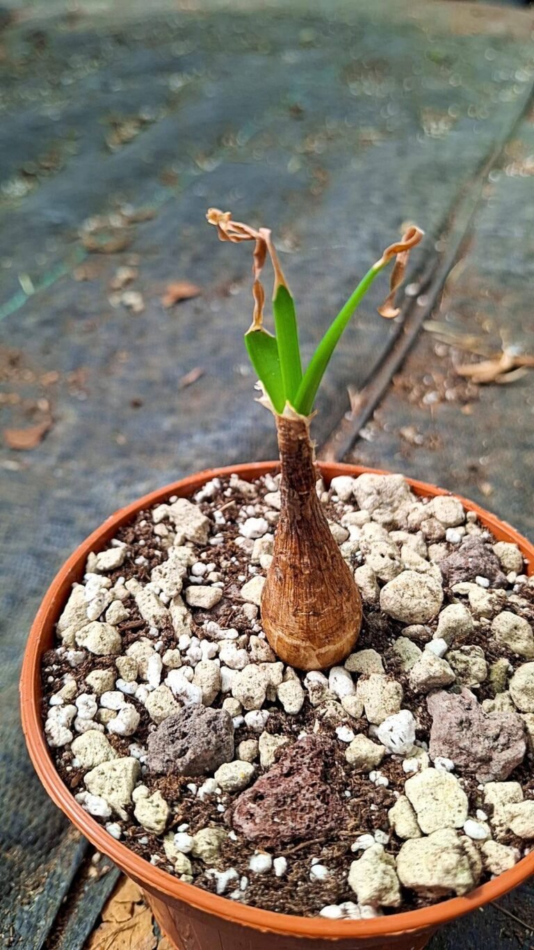 Ammocharis Coranica