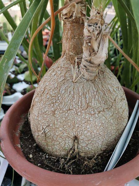 Beaucarnea Recurvata o Nolina Mangiafumo