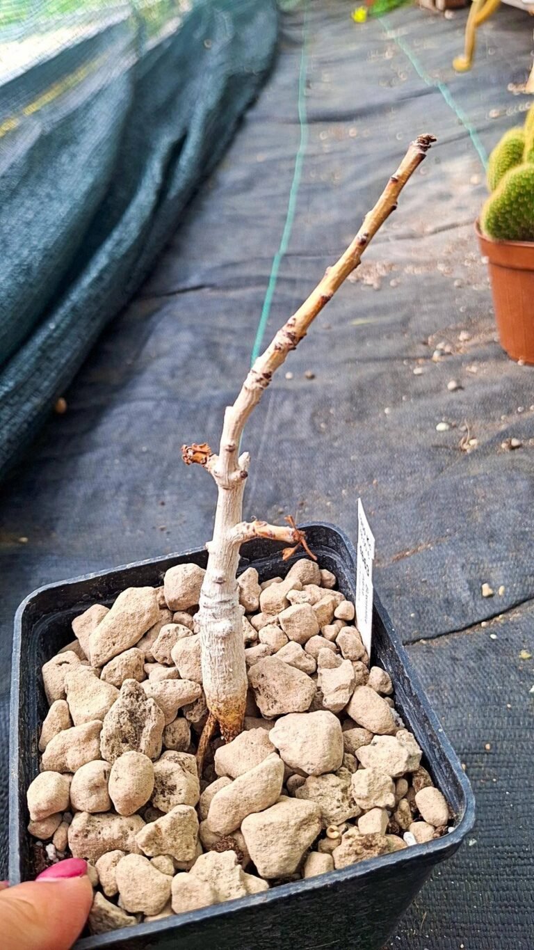 Boswellia nana